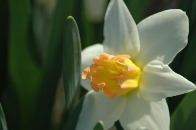 daff