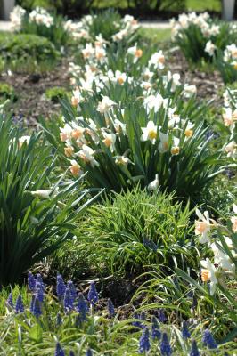 daffs