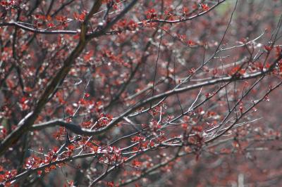 trees