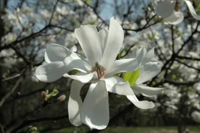 tulip tree flower