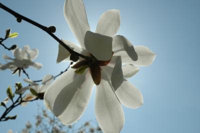tulip tree flower