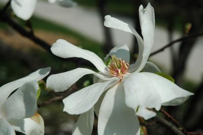 tulip tree flower