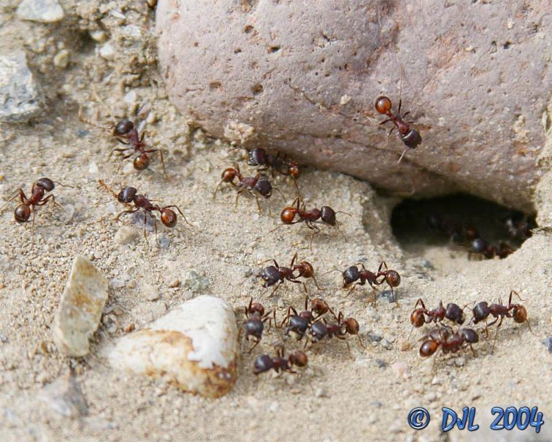 Ants