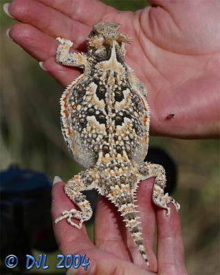 Horned Toad lizard