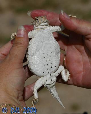 Horned Toad lizard