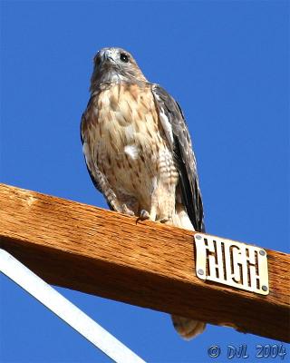 Red-Tailed Hawk