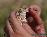 Horned Toad lizard