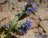 Flowers_3_2.jpg