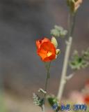 Flowers_3_5.jpg