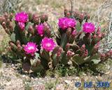 Flowers_3_6.jpg