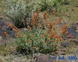 Flowers_3_13.jpg