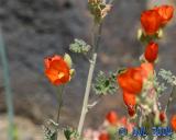 Flowers_3_14.jpg