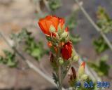 Flowers_3_15.jpg