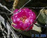Flowers_3_17.jpg