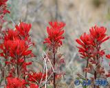 Flowers_4_3.jpg
