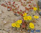 Flowers_4_7.jpg