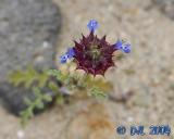 Flowers_4_8.jpg