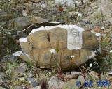 Desert Tortise shell