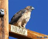 Red-Tailed Hawk