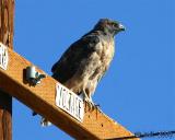 Red-Tailed Hawk