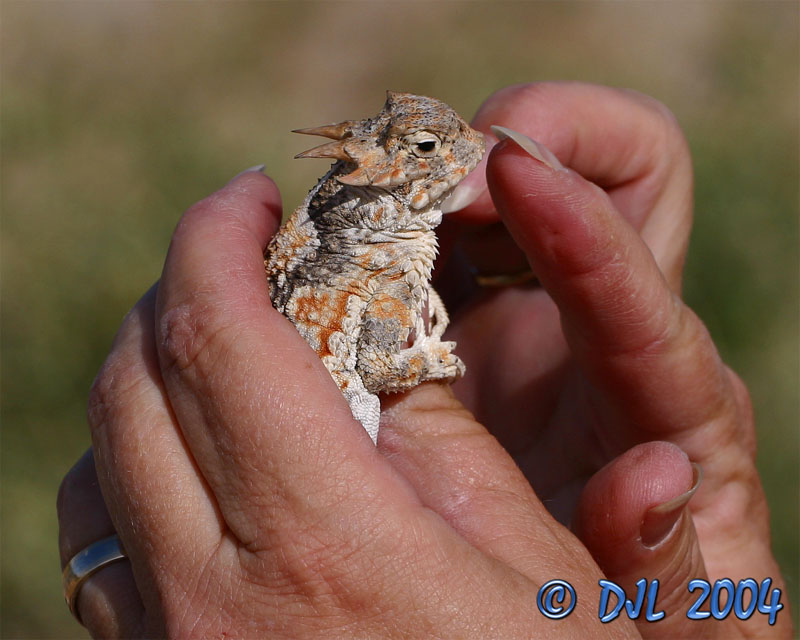 Horned Toad lizard
