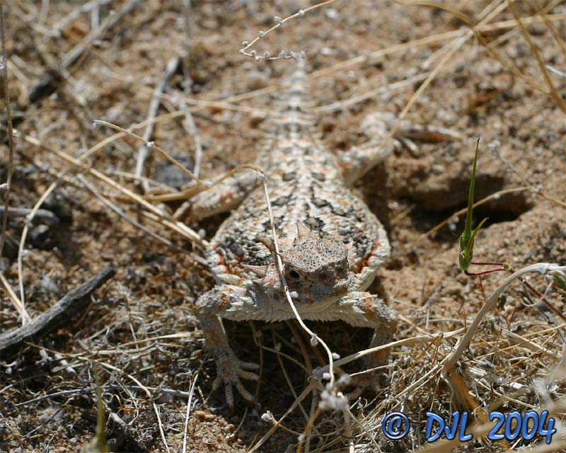Horned Toad lizard