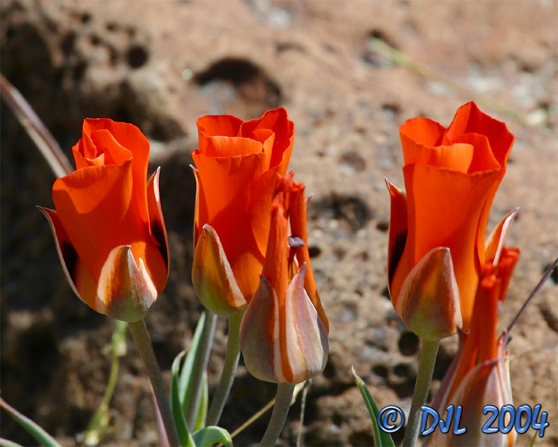 3Flowers.jpg