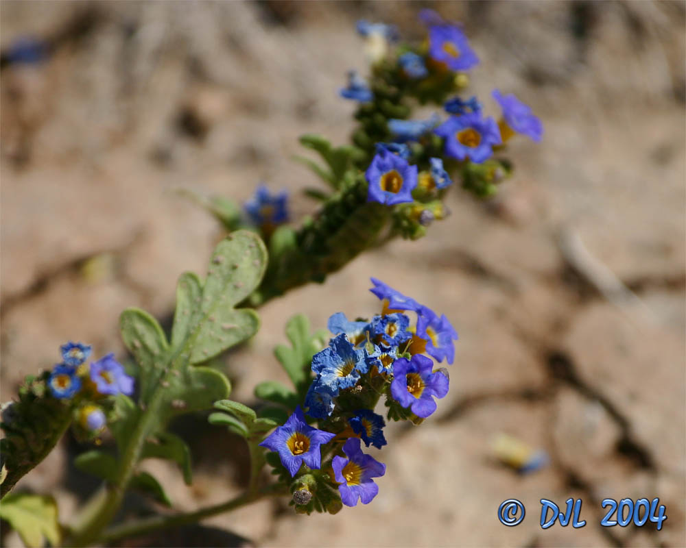 Flowers_3_2.jpg