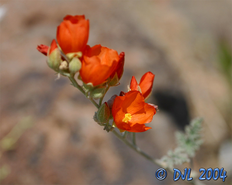 Flowers_3_4.jpg