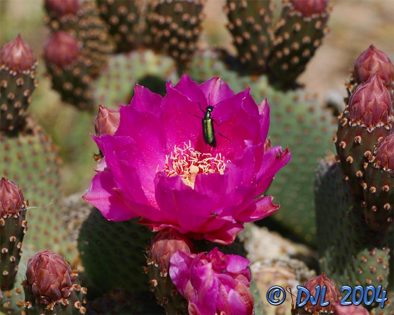Flowers_3_7.jpg