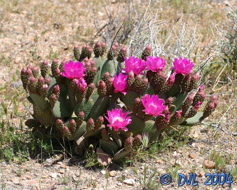 Flowers_3_8.jpg