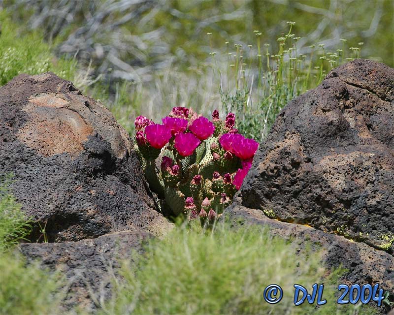 Flowers_3_9.jpg