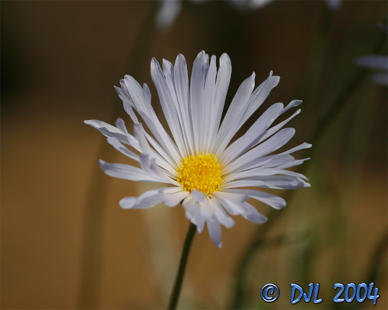 Flowers_3_10.jpg