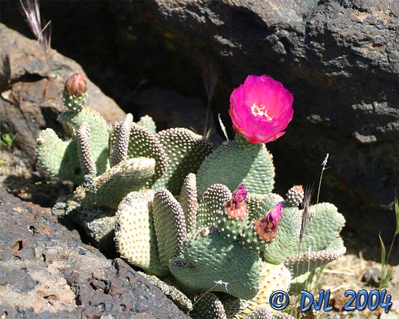 Flowers_3_12.jpg