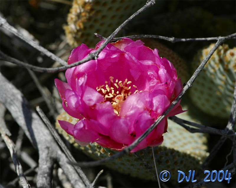 Flowers_3_17.jpg