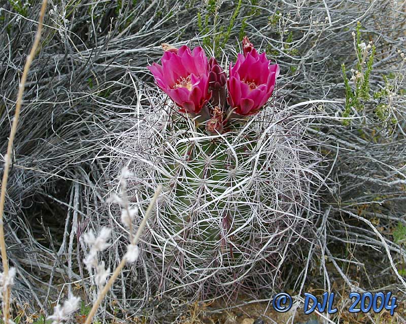 Cactus6.jpg
