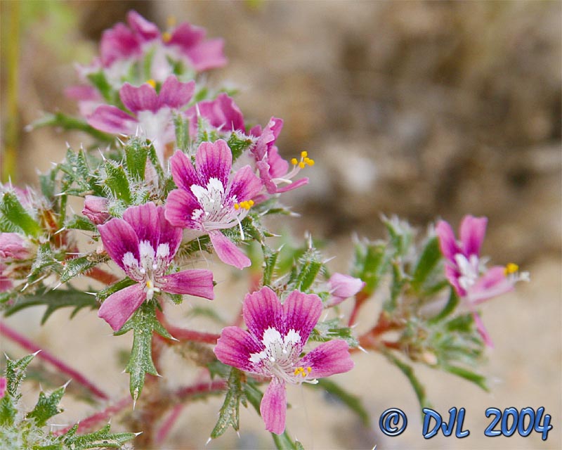 Flowers_4_1.jpg