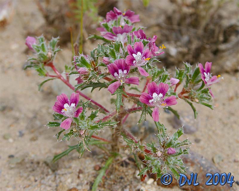 Flowers_4_2.jpg