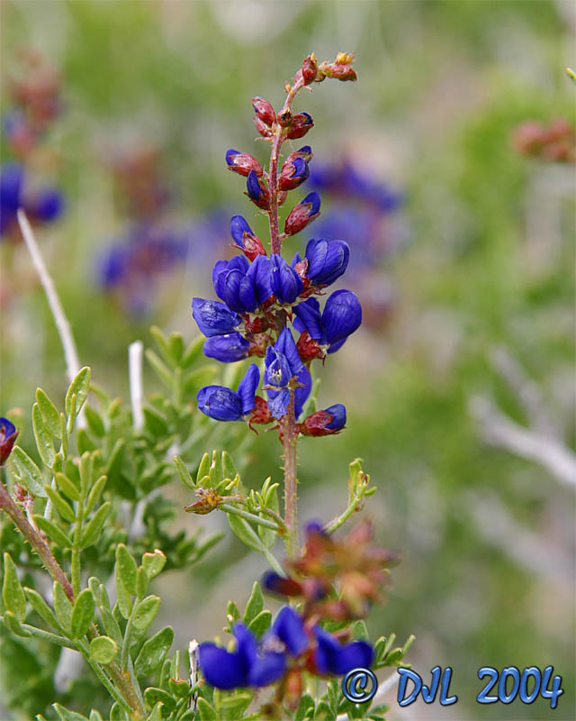 Flowers_4_6.jpg