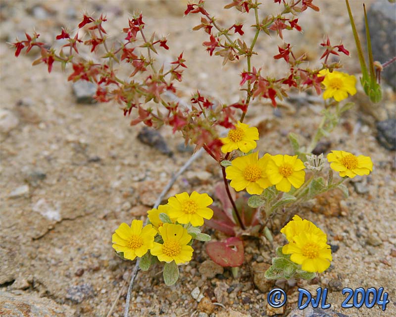 Flowers_4_7.jpg