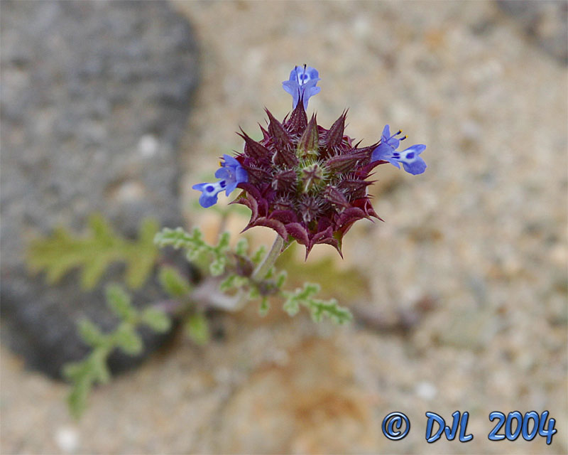 Flowers_4_8.jpg