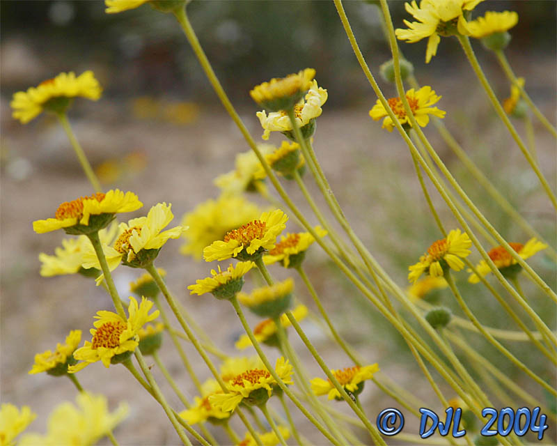 Flowers_4_9.jpg
