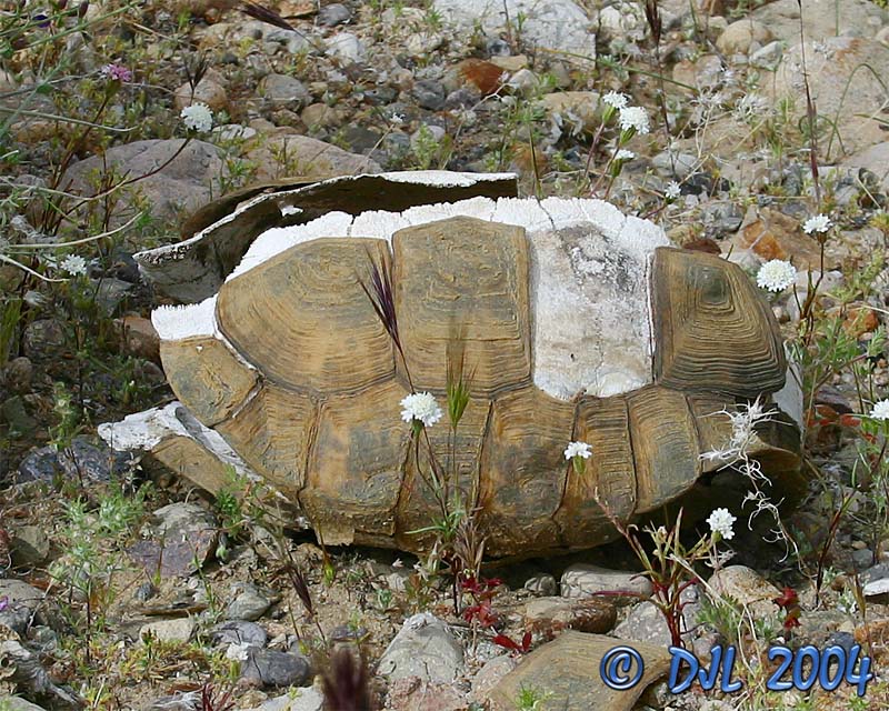 Desert Tortise shell