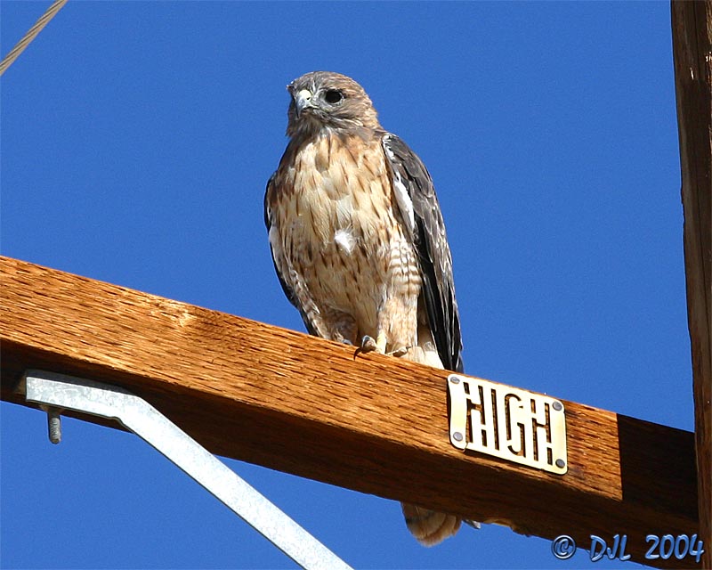 Red-Tailed Hawk