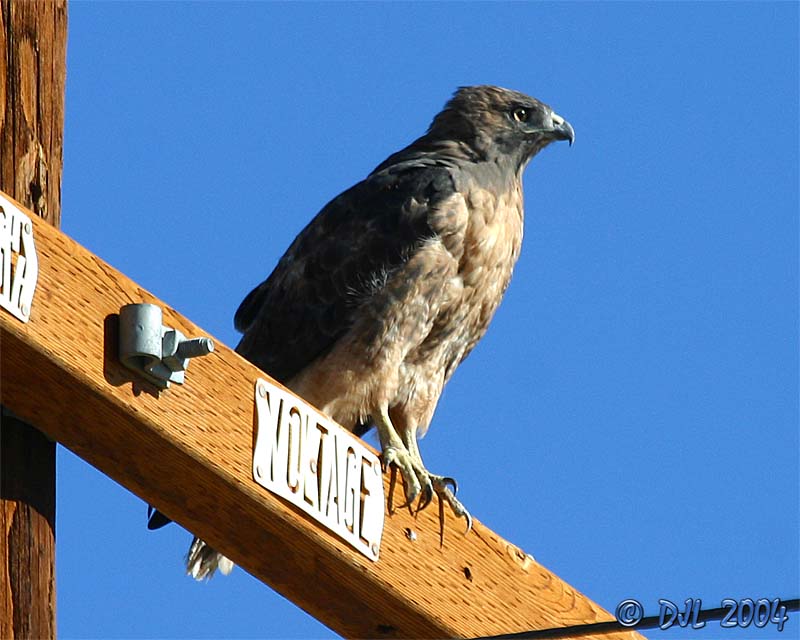 Red-Tailed Hawk