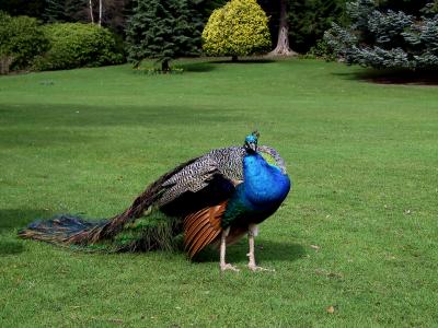 peacock on the grounds of Blair Castle
