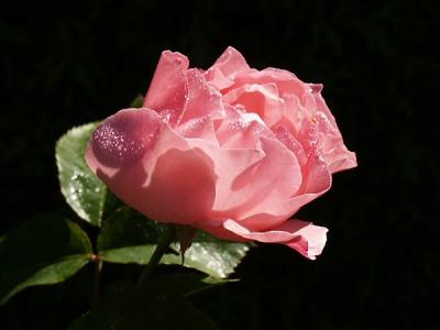 roserose.jpg
