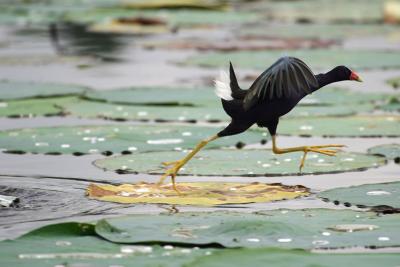 Galinule-Running-Over-Pads