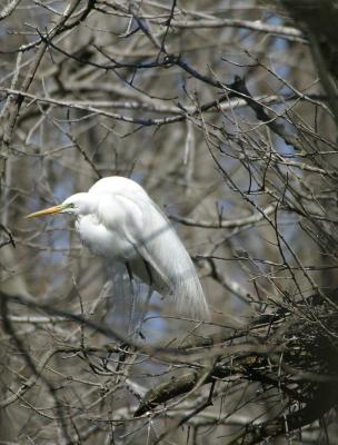 Great-Egret-Guards-Nest