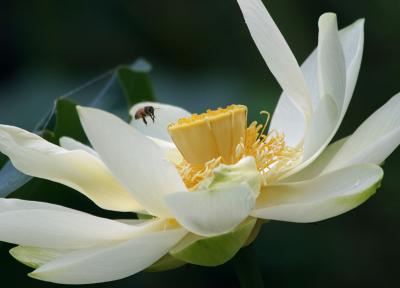 Lotus-Open-w-Bee
